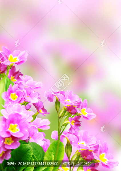 春天的花朵