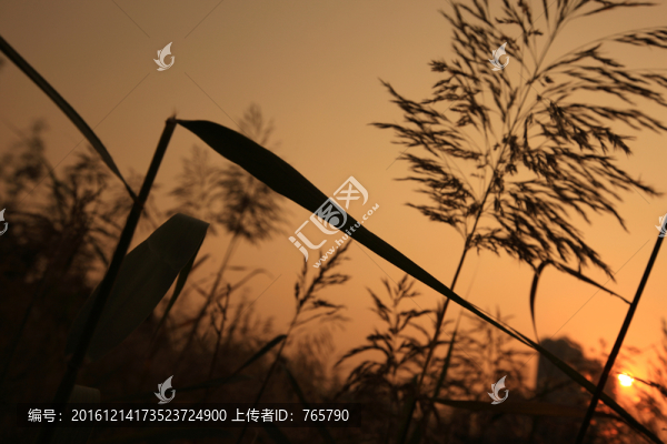 蘆葦