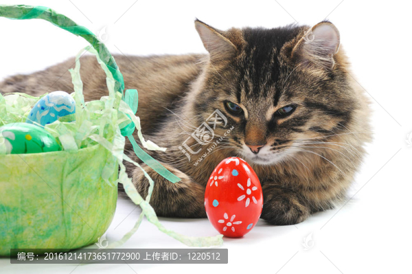 貓和復(fù)活節(jié)彩蛋