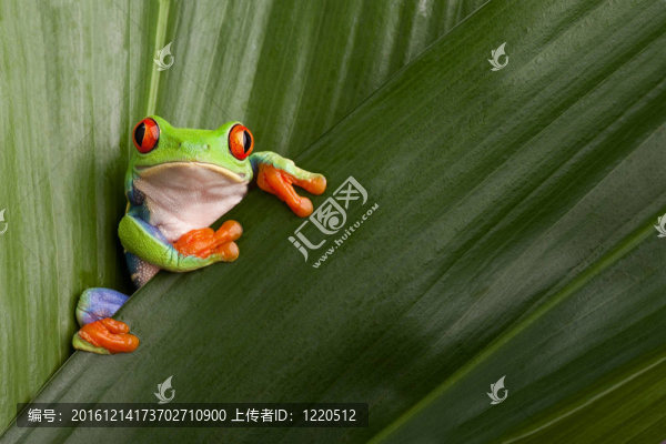 紅眼樹蛙