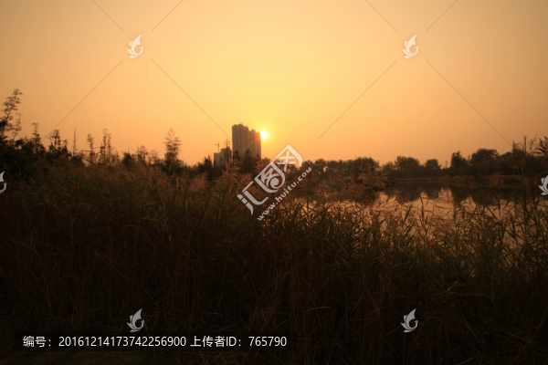一片蘆葦