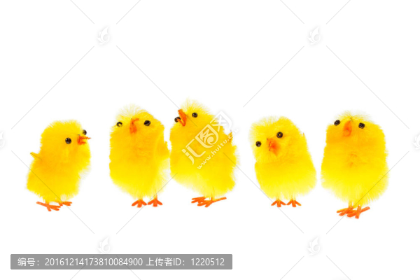 黃色的小雞