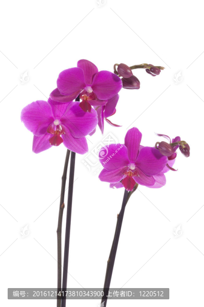 美麗的紫色蘭花