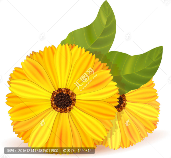 金盞花