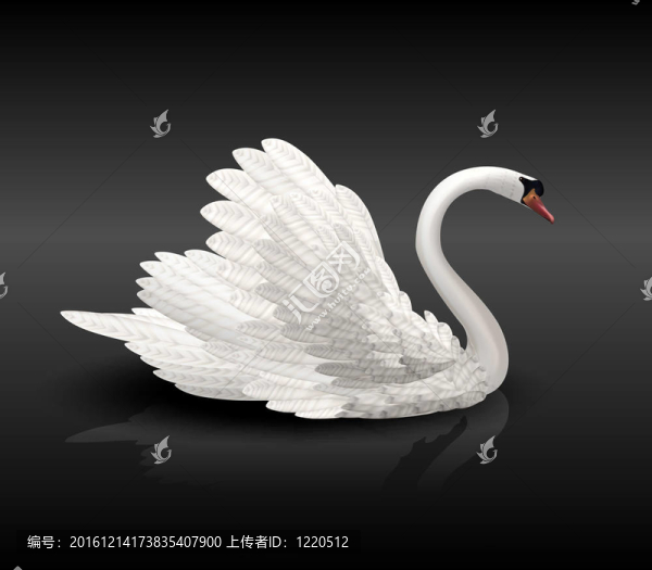 黑水白天鵝
