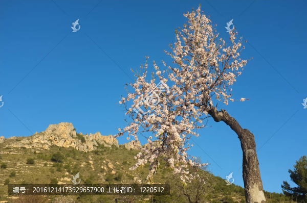 開花的杏樹