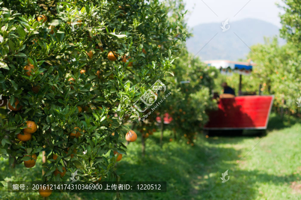 橘子樹