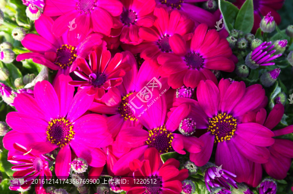 紅色的雪葉蓮盛開(kāi)的花朵