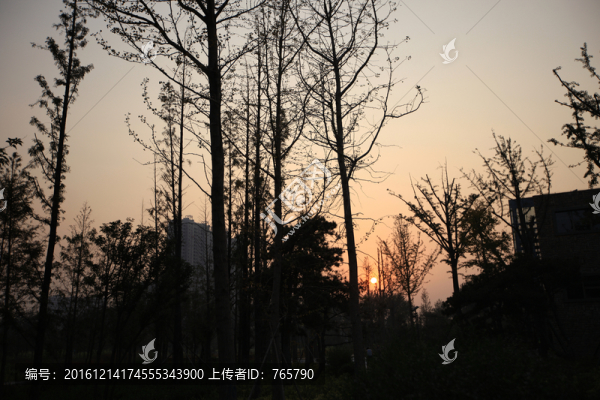 濟南森林公園中的樹林