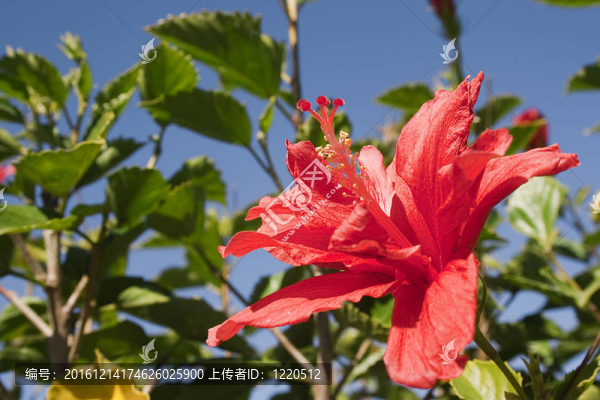紅色的花