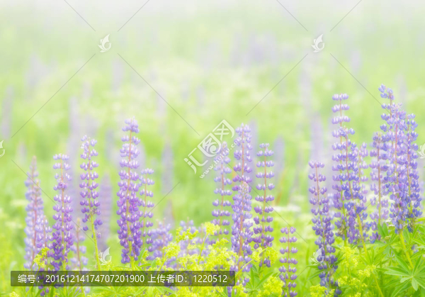 羽扇豆