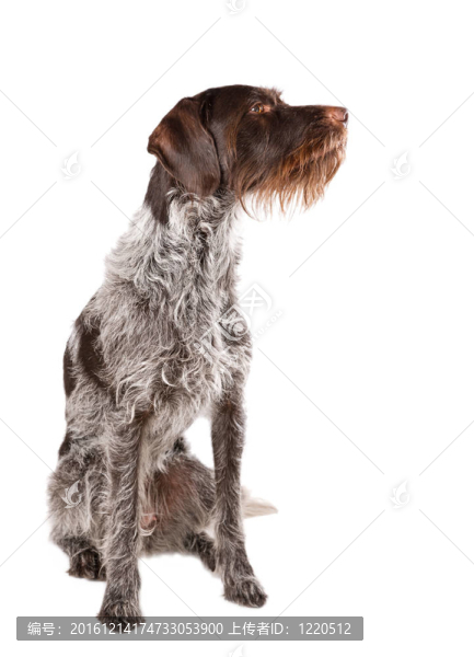 德國(guó)短毛獵犬