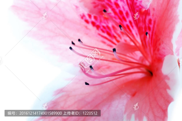 粉紅色的杜鵑花