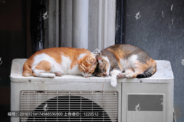 兩只貓?jiān)趹敉馑X