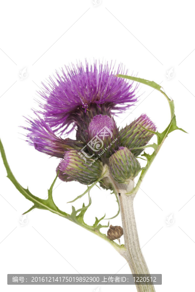 薊