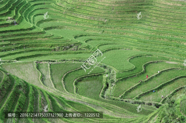 Rice,Terraces；桂林；中國