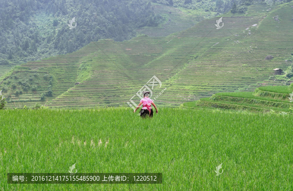 Rice,Terraces；桂林；中國
