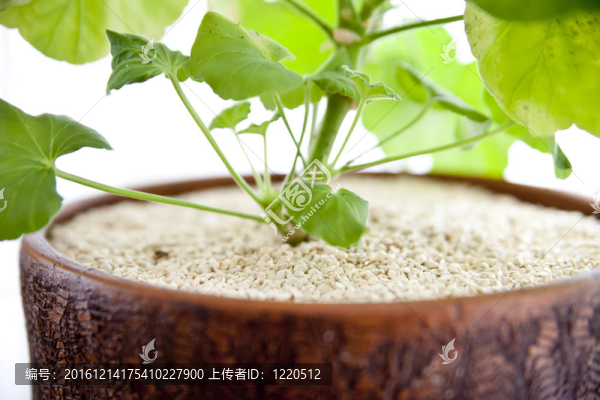 天竺葵（香葉）