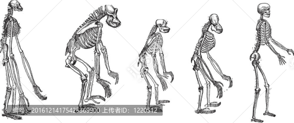 最猿的骨骼與人類骨骼老式雕刻的比較