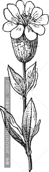 蠅子草屬；復(fù)古雕刻。
