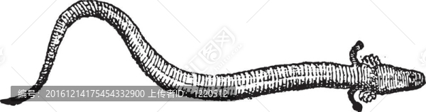 鰻螈科或警報(bào)器（動(dòng)物）復(fù)古雕刻