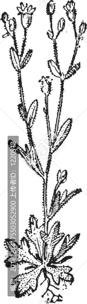 虎耳草和卡斯卡迪亞復(fù)古雕刻