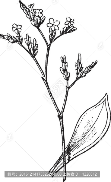 毋忘我或熏衣草；復古雕刻。
