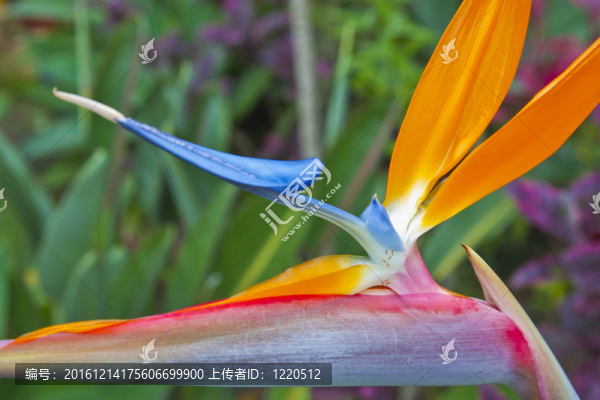 花園里的天堂鳥