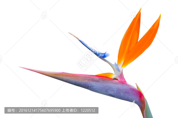 天堂鳥單花