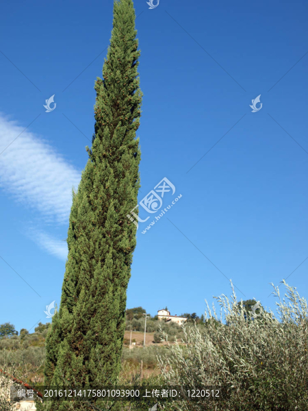 托斯卡納的別墅在葡萄園和橄欖園