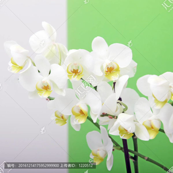 裝飾的白蘭花