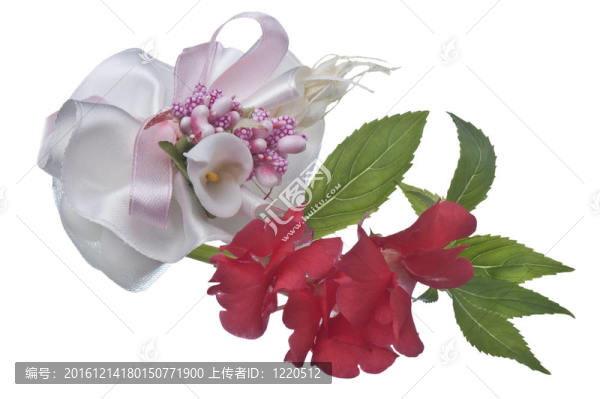 在白色背景上除草