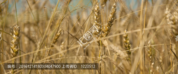小麥田