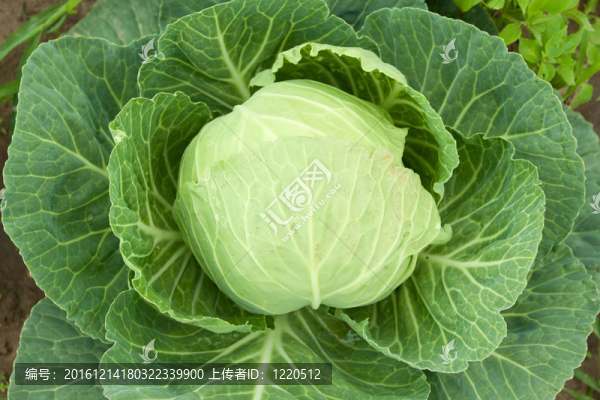 甘藍(lán)