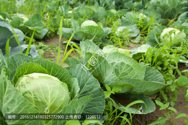 甘藍(lán)