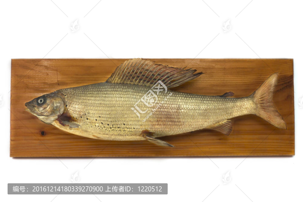 資本3d河鱒；標(biāo)本制作；