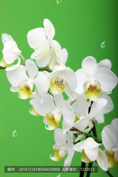 白蘭花噴霧