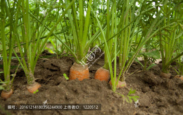 胡蘿卜