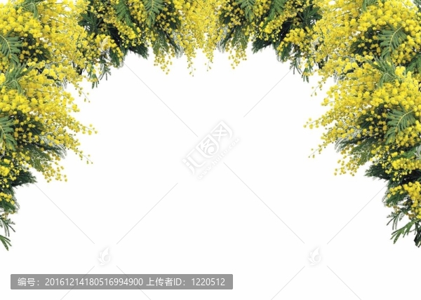 含羞草為婦女節(jié)