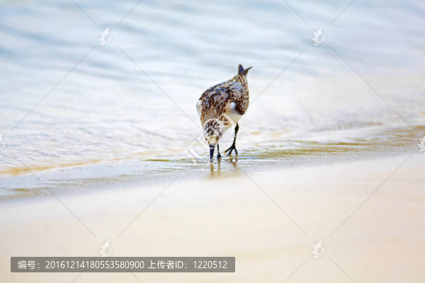 在托爾灣知更鳥
