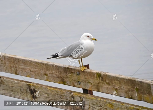 休息的海鷗