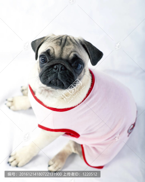 狗狗穿著粉紅色的衣服