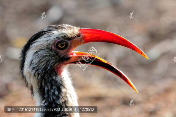南方紅嘴犀鳥