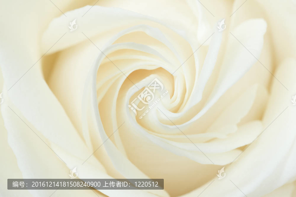 白玫瑰