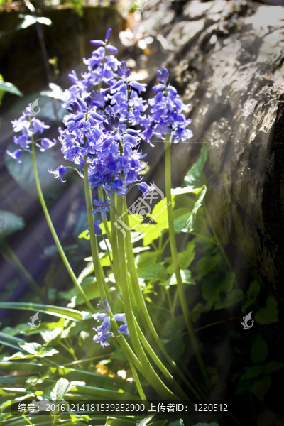 藍(lán)鈴花靠近陽光