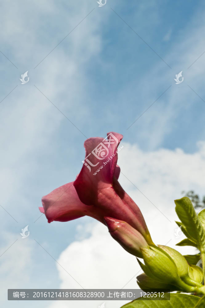 花的顏色很漂亮
