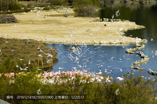 紅鶴湖在法國(guó)