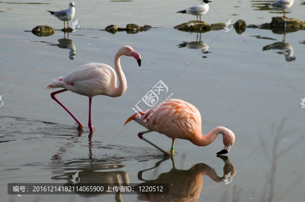 火烈鳥(niǎo)