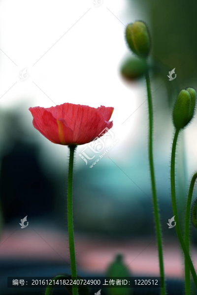 紅罌粟