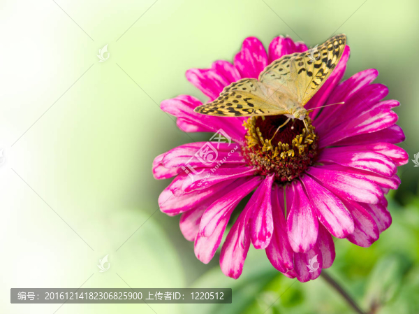 蝴蝶花